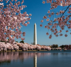 Washington Monument reflected in Tidal Basin and surrounded by pink Japanese Cherry blossoms